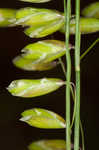 Twoflower melicgrass